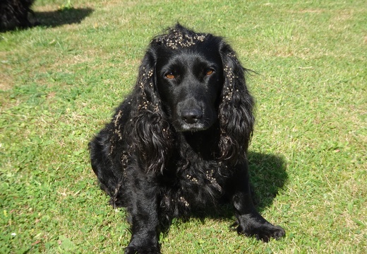 Ella